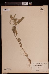 Galinsoga parviflora image