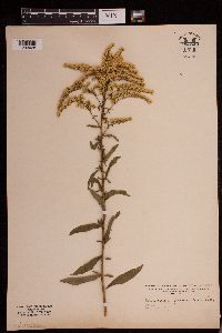 Euthamia graminifolia image
