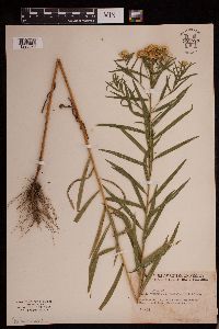 Euthamia graminifolia image