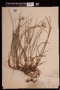 Image of Carex dasycarpa