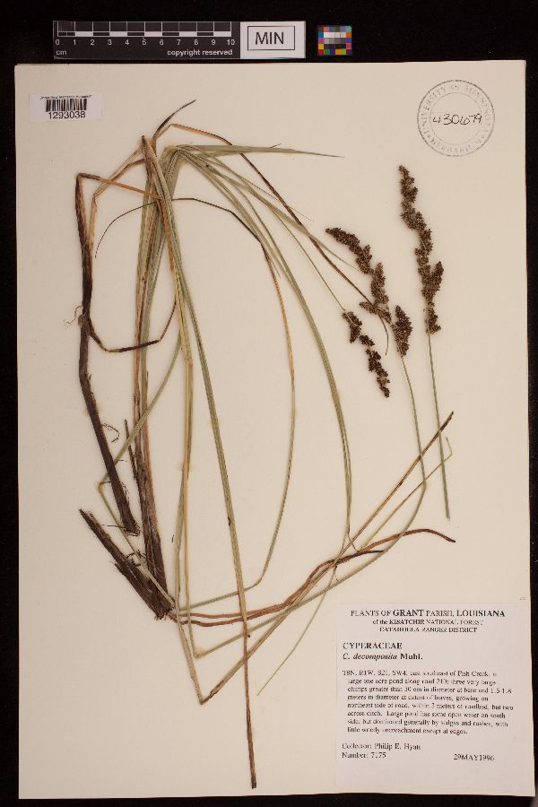Carex decomposita image