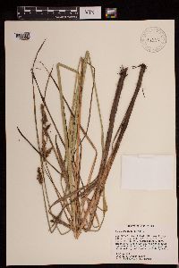 Carex decomposita image