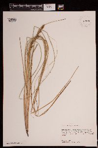 Carex decomposita image