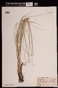 Carex decomposita image