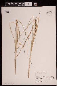 Carex decomposita image