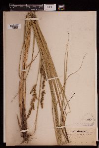 Carex decomposita image