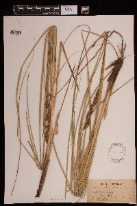 Carex decomposita image