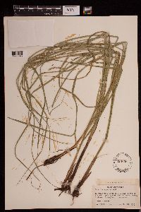 Carex decomposita image