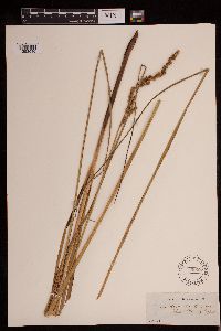 Carex decomposita image