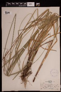 Carex decomposita image