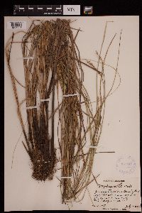 Carex decomposita image