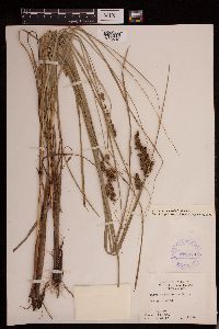 Carex decomposita image