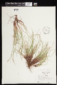Carex deflexa var. boottii image