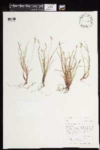Carex deflexa var. boottii image
