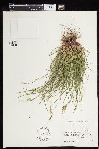 Carex deflexa var. boottii image
