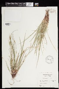 Carex deflexa var. boottii image