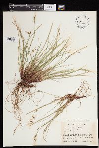 Carex deflexa var. boottii image