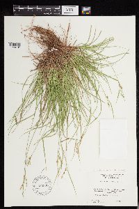 Carex deflexa var. boottii image