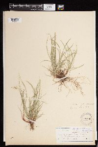 Carex deflexa var. boottii image