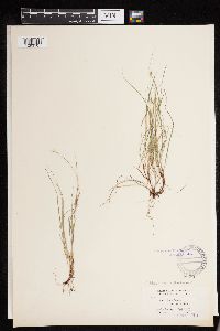 Carex deflexa var. boottii image