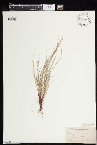 Carex deflexa var. boottii image