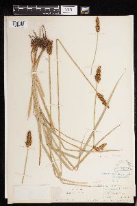 Carex densa image