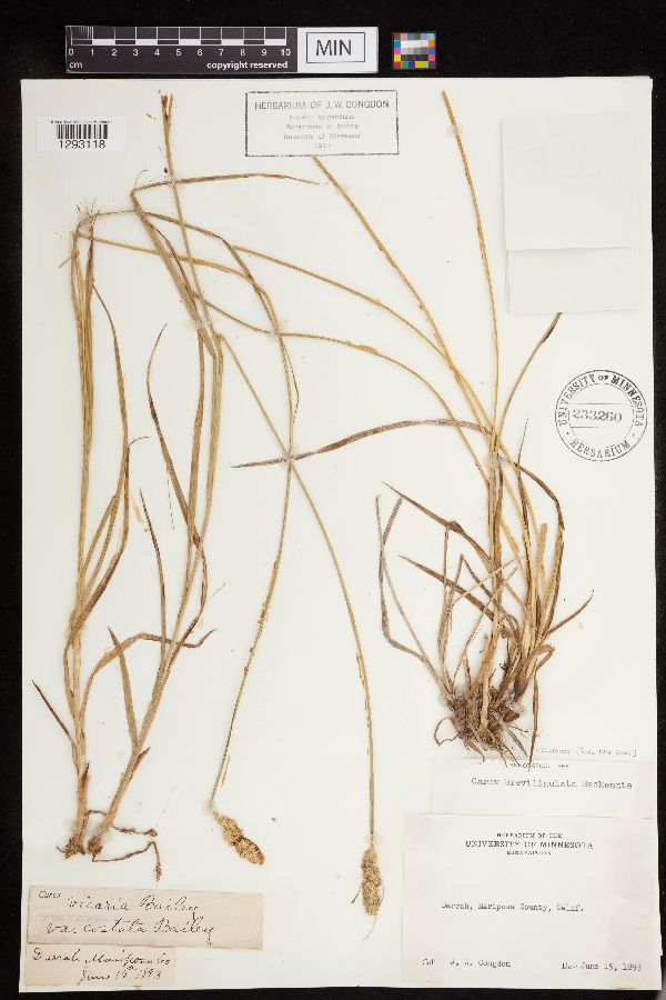 Carex densa image