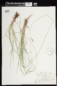 Carex deweyana image