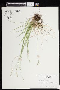 Carex deweyana image