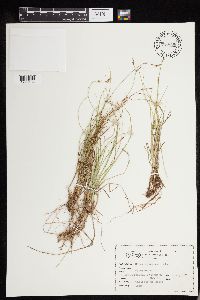 Carex deweyana image