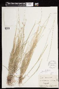 Carex deweyana image