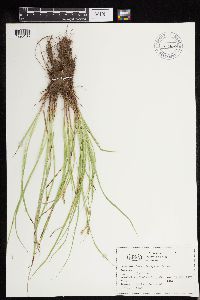 Carex deweyana image