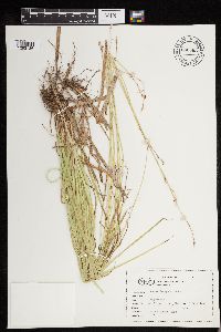 Carex deweyana image