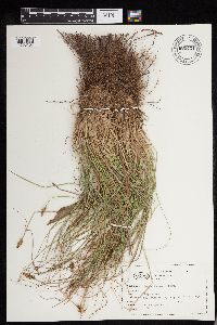 Carex deweyana image