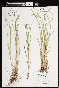 Carex deweyana image