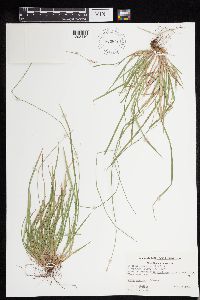 Carex deweyana image