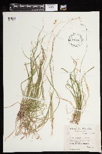 Carex deweyana image