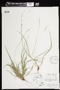 Carex deweyana image