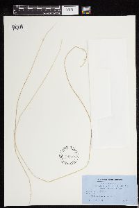 Carex deweyana image