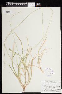 Carex deweyana image