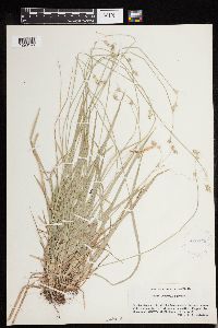 Carex deweyana image