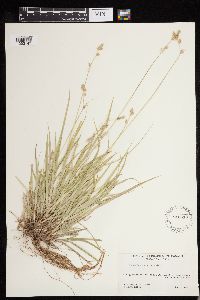 Carex deweyana image