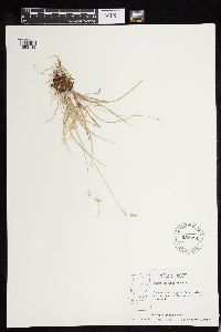 Carex deweyana image