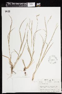 Carex deweyana image