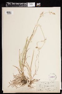 Carex deweyana image