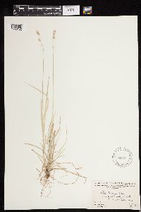 Carex deweyana image