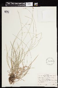 Carex deweyana image