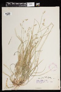 Carex deweyana image
