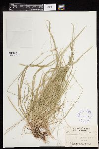 Carex deweyana image