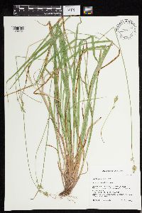 Carex deweyana image